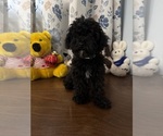 BichPoo puppies - Male Bichpoo Puppy for Sale - Photo #10