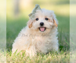 Puppy Moose Maltipoo (Miniature)