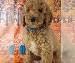 Small Photo #2 Poodle (Standard) Puppy For Sale in ROCKY MOUNT, VA, USA