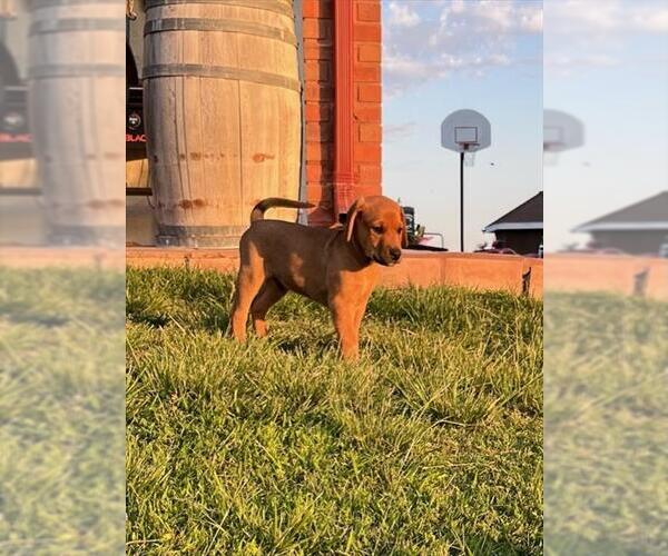Medium Photo #1 German Shepherd Dog-Texas Heeler Mix Puppy For Sale in Oakdale, CA, USA