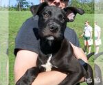 Small #1 Labrador Retriever Mix