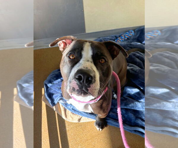 Medium Photo #2 Staffordshire Bull Terrier Puppy For Sale in Salinas, CA, USA