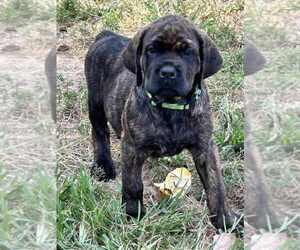 English Mastweiler Puppy for Sale in OSCEOLA, Missouri USA