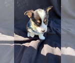 Small #1 Pembroke Welsh Corgi