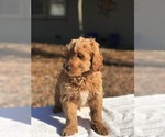 Small Photo #7 Goldendoodle (Miniature) Puppy For Sale in VACAVILLE, CA, USA