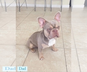 Father of the French Bulldog puppies born on 03/05/2023
