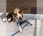 Small #2 Beagle