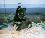 Small Photo #21 German Shepherd Dog Puppy For Sale in REBERSBURG, PA, USA
