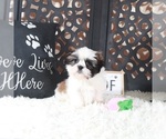 Small #2 Shih Tzu