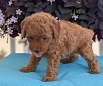 Small Photo #23 Poodle (Toy) Puppy For Sale in GOSHEN, IN, USA