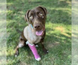 Medium Labrador Retriever