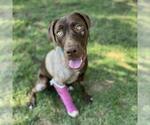 Small Labrador Retriever
