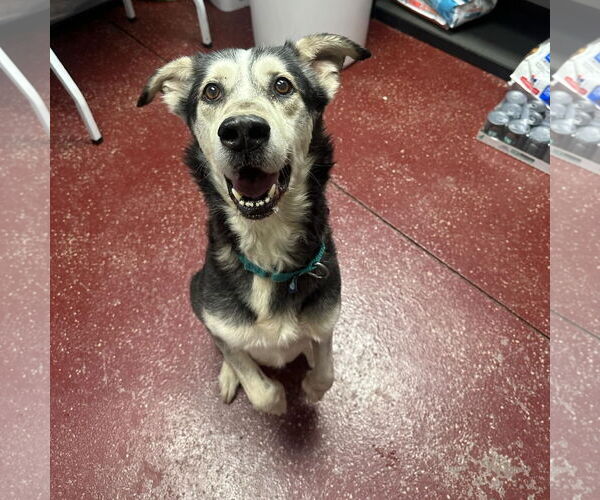 Medium Photo #8 Siberian Husky-Unknown Mix Puppy For Sale in Fargo, ND, USA