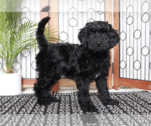 Goldendoodle (Miniature) Puppy for sale in NAPLES, FL, USA