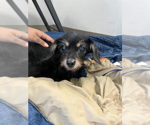 Medium Photo #1 Mutt Puppy For Sale in Long Beach, CA, USA