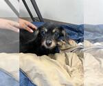 *DOROTHY - Female Mutt Dog for Adoption - Small photo