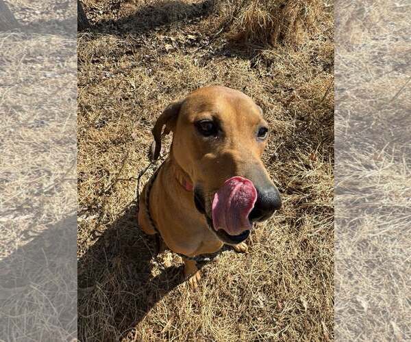 Medium Photo #5 Doberman Pinscher-Unknown Mix Puppy For Sale in Randleman , NM, USA