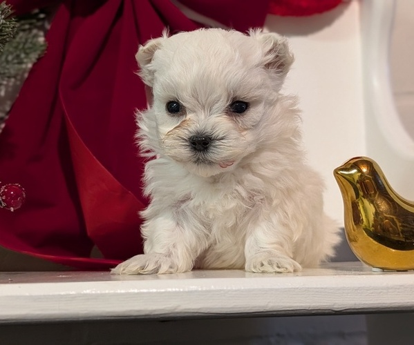Medium Photo #3 Maltese Puppy For Sale in GOSHEN, IN, USA
