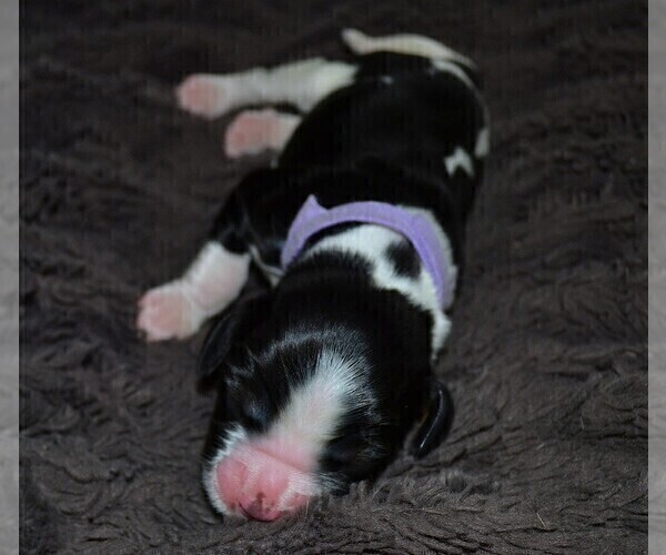 Medium Photo #2 English Springer Spaniel Puppy For Sale in LITCHFIELD, MN, USA