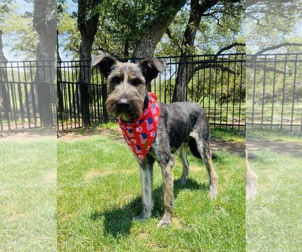Medium Photo #7 Mutt Puppy For Sale in Dallas, TX, USA