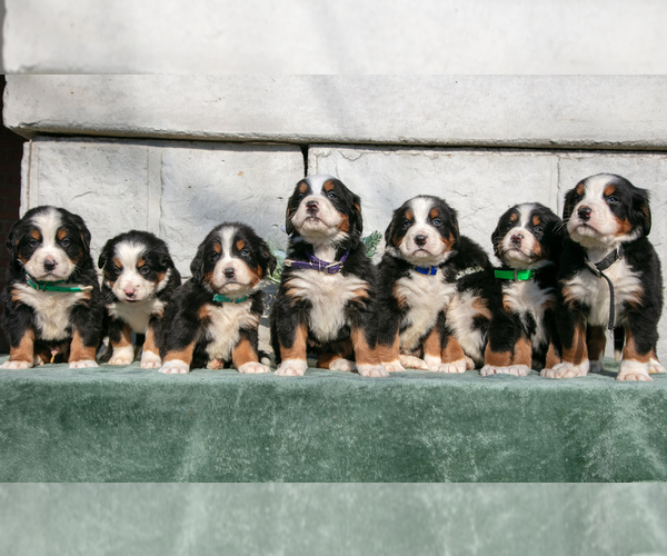 Medium Photo #1 Bernese Mountain Dog Puppy For Sale in SHREVE, OH, USA