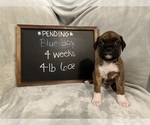 Puppy Blue B PENDING Boxer