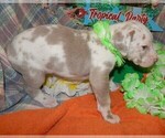 Small #4 Great Dane