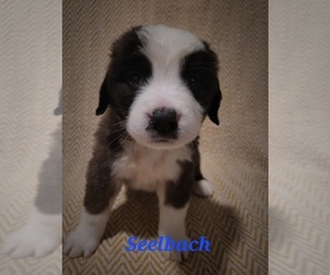 Saint Bernard Puppy for sale in ELKHART, IN, USA