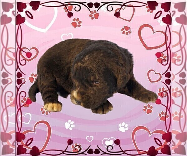 Medium Photo #14 Golden Mountain Dog Puppy For Sale in BLACK FOREST, CO, USA