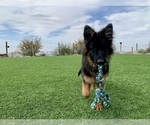 Small #31 German Shepherd Dog