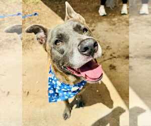 Catahoula Leopard Dog-Labrador Retriever Mix Dogs for adoption in Houston, TX, USA