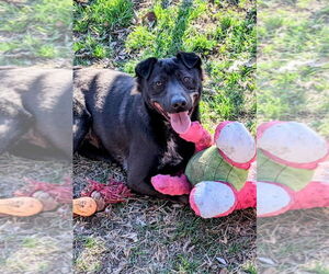 Aspen - Male Labrador Retriever-Unknown Mix Dog for Adoption - Photo #2