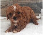 Small #1 Cavapoo