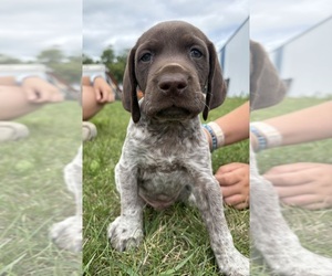 German Shorthaired Pointer Puppy for Sale in ROCKFORD, Illinois USA