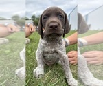 Small German Shorthaired Pointer