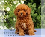 Small #1 Cavapoo