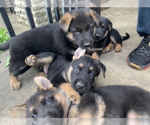 German Shepherd Dog Puppy for sale in HUFFMAN, TX, USA