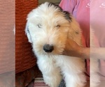 Small #3 Old English Sheepdog
