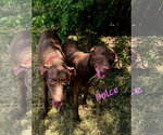 Small #1 Labrador Retriever Mix