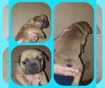 Small Photo #8 French Bulldog Puppy For Sale in CLINTON, IA, USA