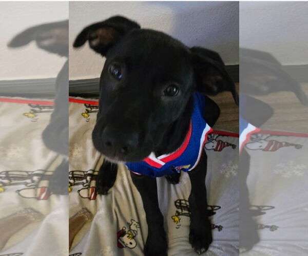 Medium Photo #4 Catahoula Leopard Dog-Labrador Retriever Mix Puppy For Sale in Sanford, FL, USA