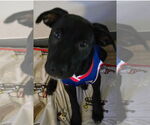 Small #3 Catahoula Leopard Dog-Labrador Retriever Mix