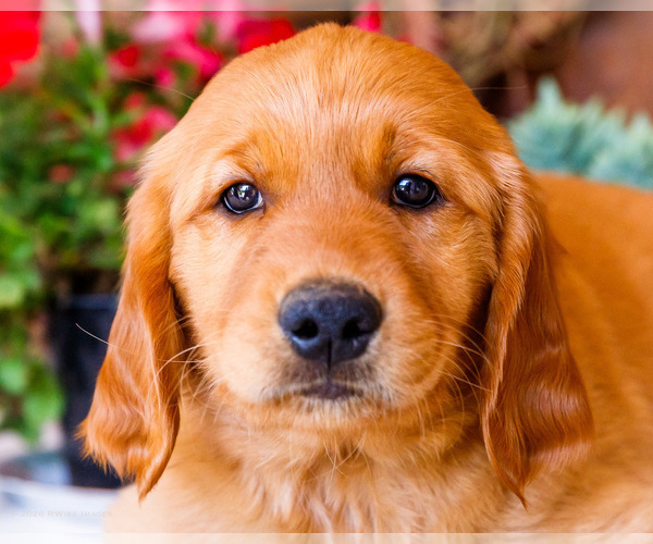 Medium Photo #26 Golden Retriever Puppy For Sale in WAKARUSA, IN, USA
