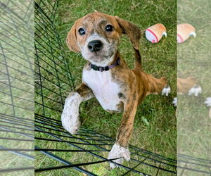 Mutt Dogs for adoption in Gilberts, IL, USA