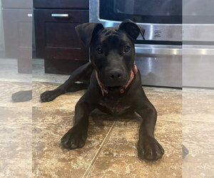 Ardmore - Male American Pit Bull Terrier-Unknown Mix Dog for Adoption - Photo #17