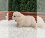 Small #7 French Bulldog