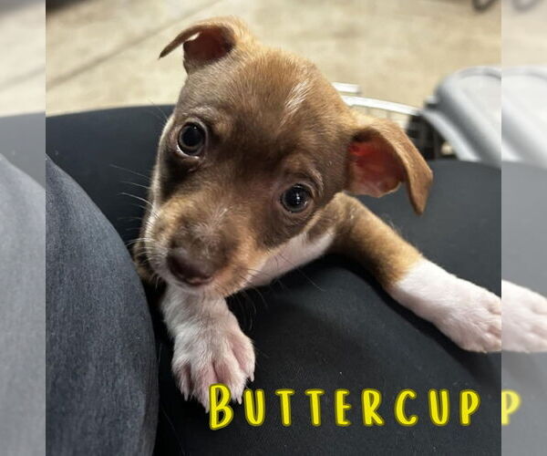 Medium Photo #5 Dachshund-Unknown Mix Puppy For Sale in San Antonio, TX, USA