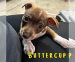 Small #4 Dachshund Mix