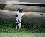 Small Photo #2 Jack Russell Terrier Puppy For Sale in APPLE GROVE, WV, USA