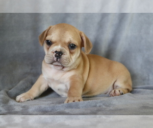 French Bulldog Puppy for sale in SHILOH, OH, USA